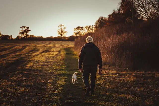 dog walking services