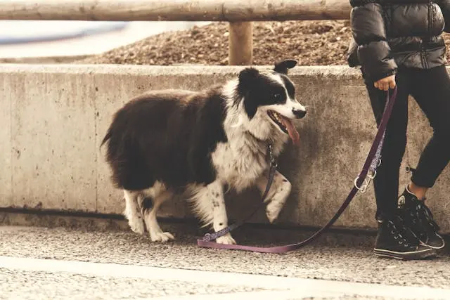 Dog walker holding leash with happy dogs in a sunny neighborhood park