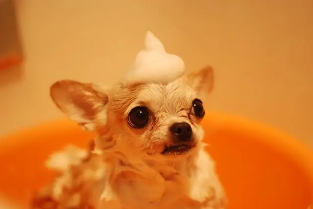 pet grooming
