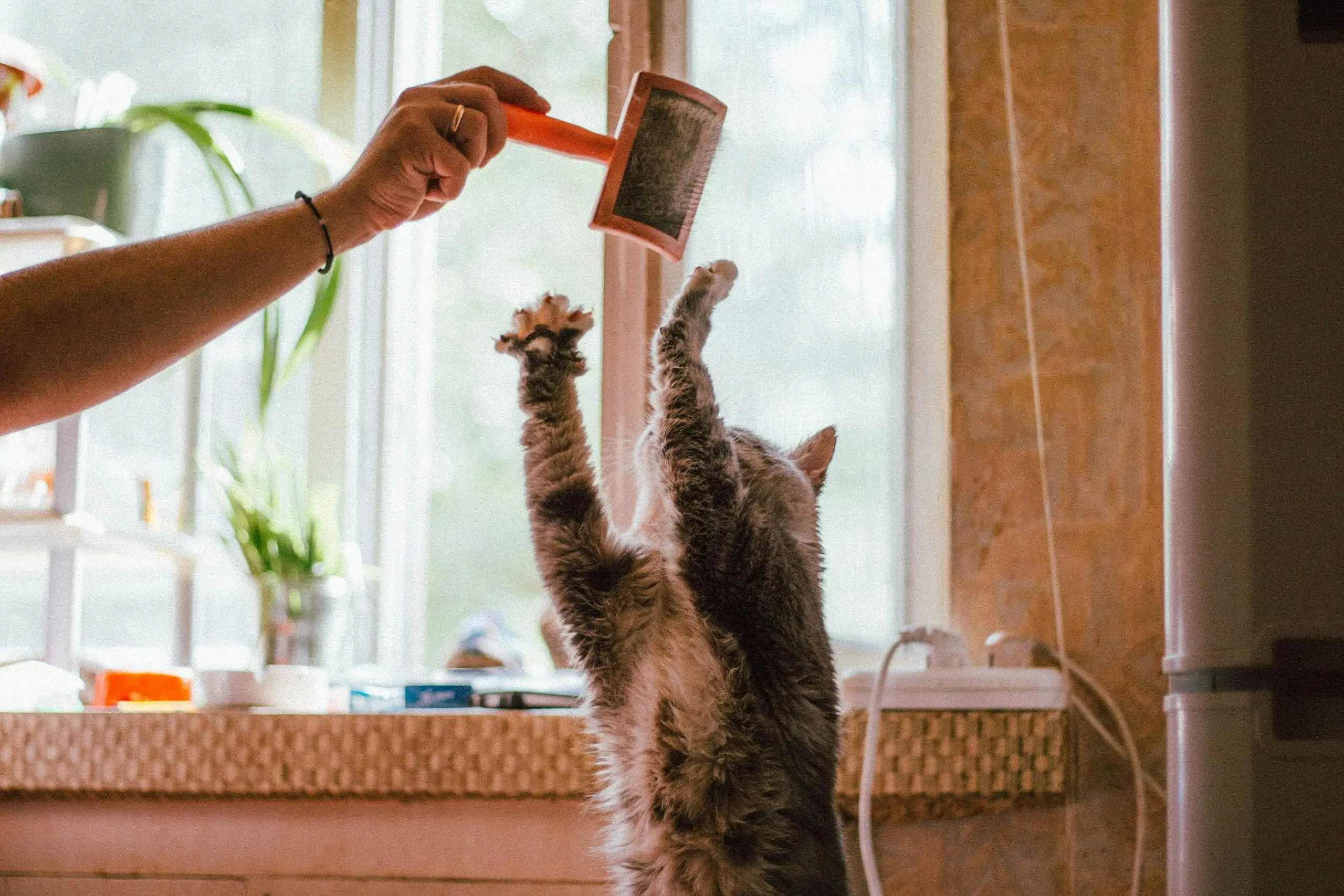 pet grooming businss